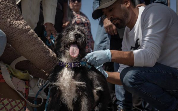 Feria de adopción y vacunación gratuita en Playas de Rosarito