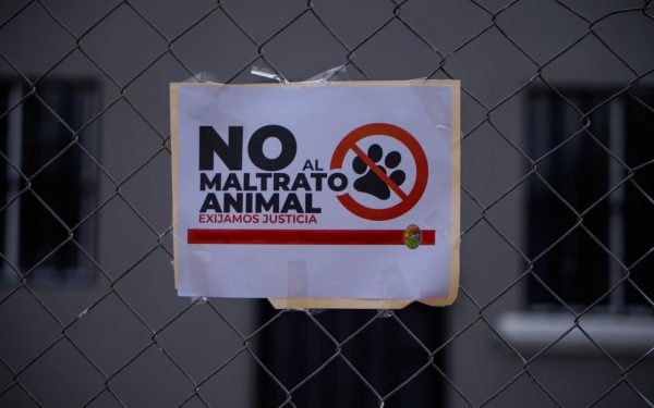 EXIGEN JUSTICIA POR PERRITA “HONEY” TRAS CASO DE CRUELDAD EN MEXICALI