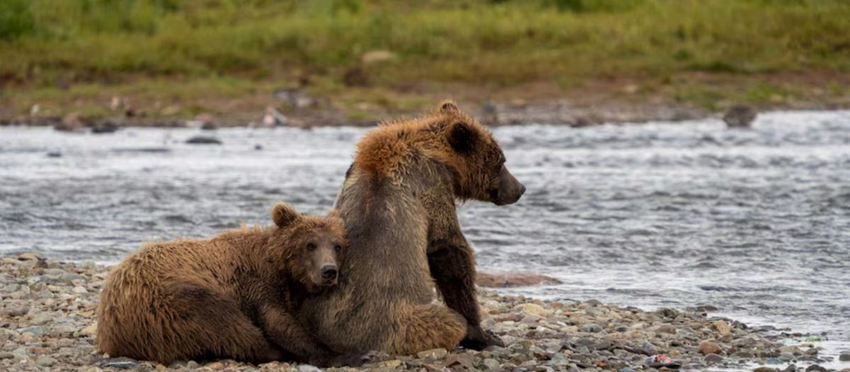 ALASKA REANUDA CONTROVERTIDA MATANZA DE OSOS PARA SALVAR A LOS CARIBÙES DE MULCHATNA