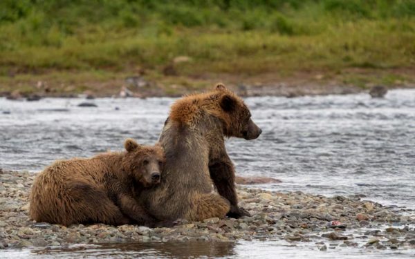 ALASKA REANUDA CONTROVERTIDA MATANZA DE OSOS PARA SALVAR A LOS CARIBÙES DE MULCHATNA