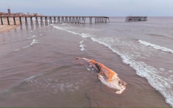 BALLENA SIN VIDA APARECE EN ROSARITO Y SORPRENDE A VISITANTES EN LA PLAYA