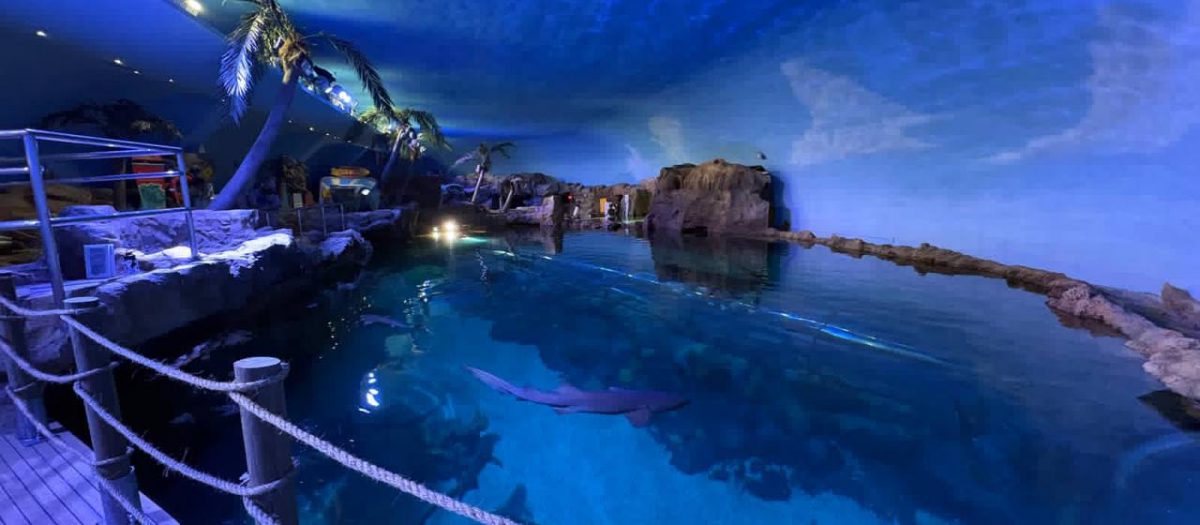 Shark Encounter reabre sus puertas en SeaWorld San Diego este 22 de mayo