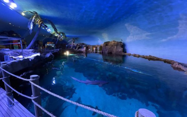 Shark Encounter reabre sus puertas en SeaWorld San Diego este 22 de mayo
